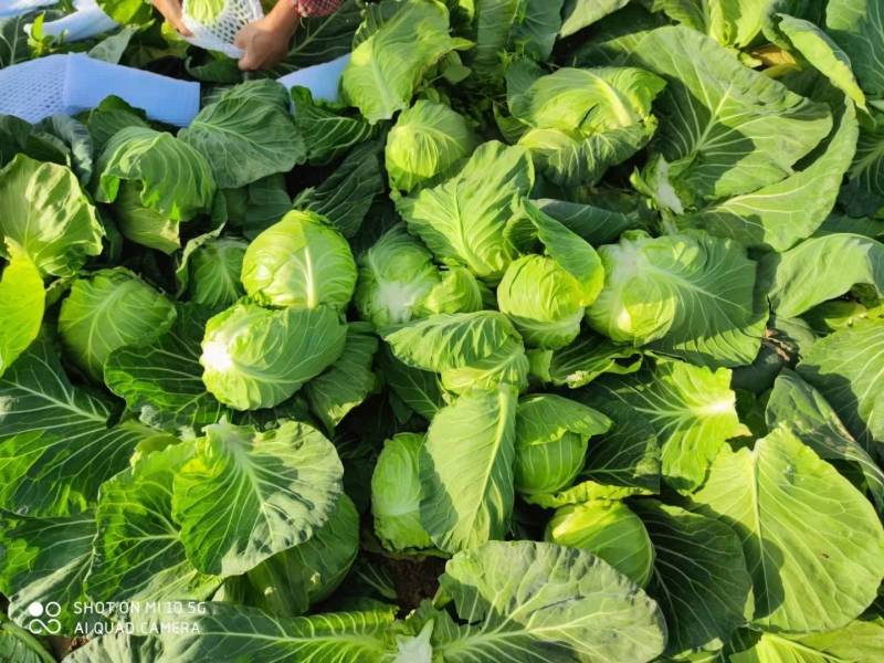 甘蓝，河南甘蓝包菜，冬季菜大量上市，清秀饱满，产地直销