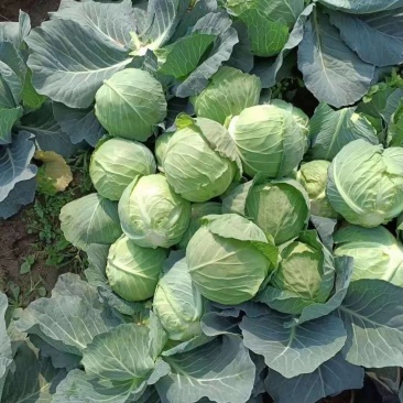 甘蓝，河南甘蓝包菜，冬季菜大量上市，清秀饱满，产地直销