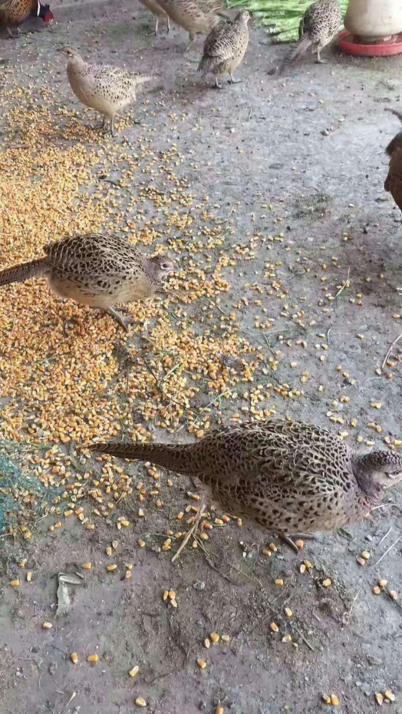 山鸡蛋野鸡蛋