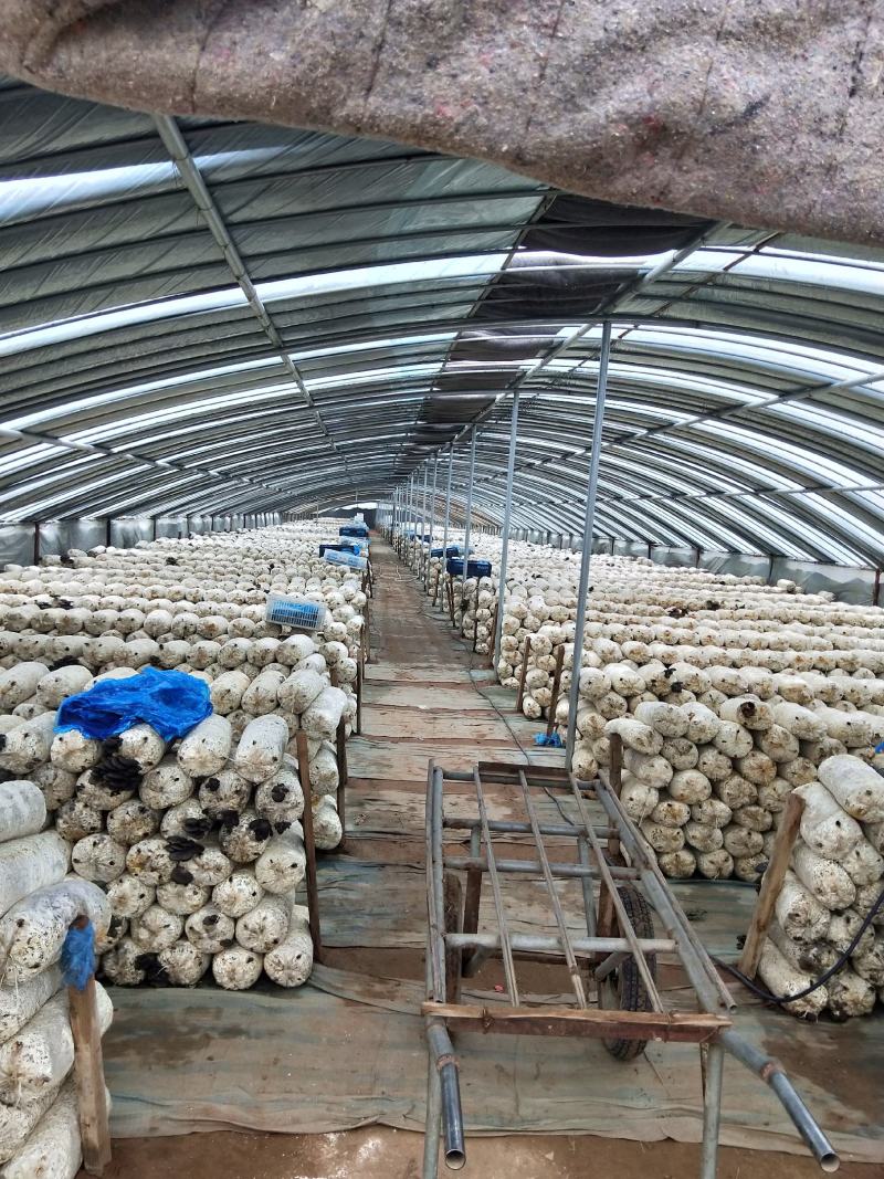 【推荐】新鲜平菇/小黑平菇货量充足/质优价廉/全国接单
