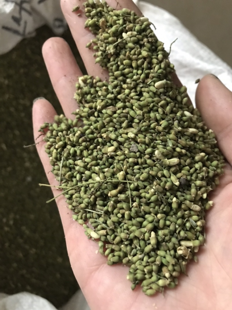 槐米槐米保庆药材批发槐米实物拍摄！颜色青