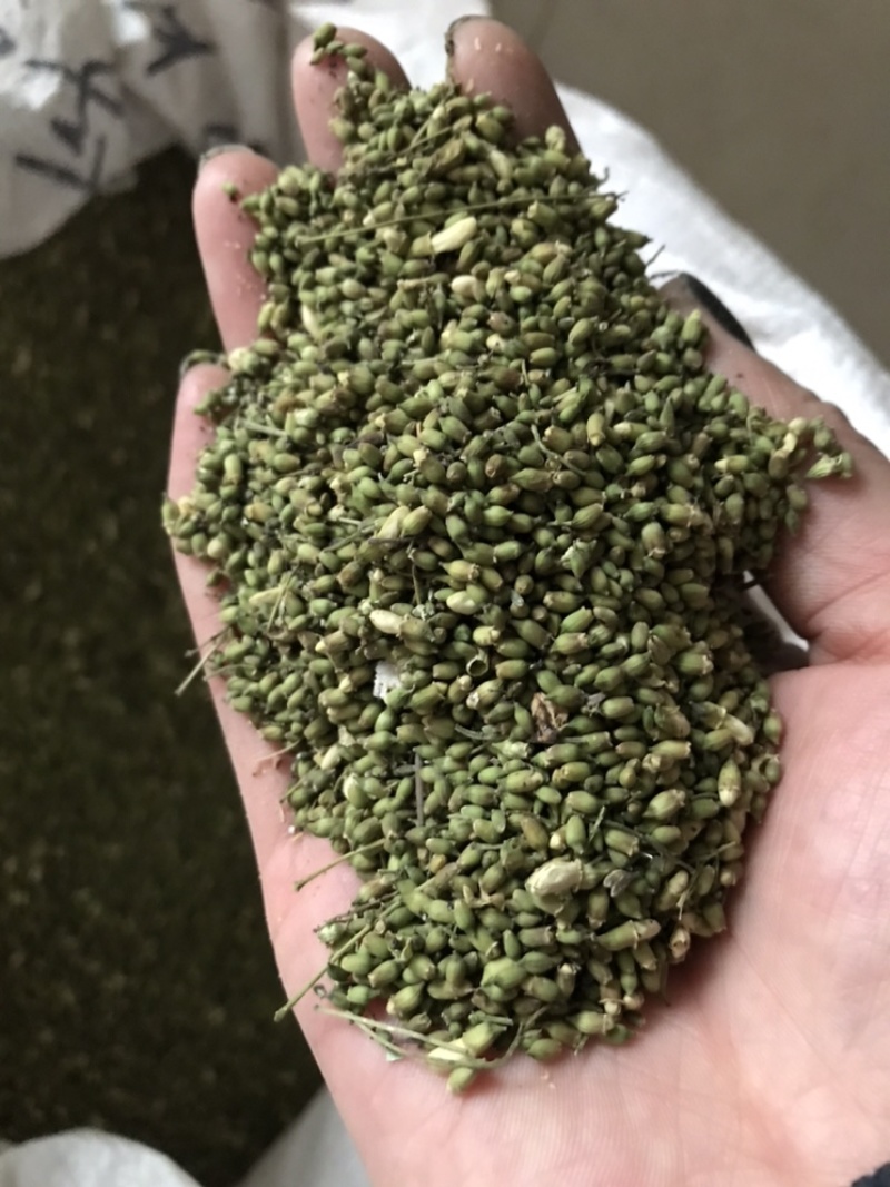 槐米槐米保庆药材批发槐米实物拍摄！颜色青