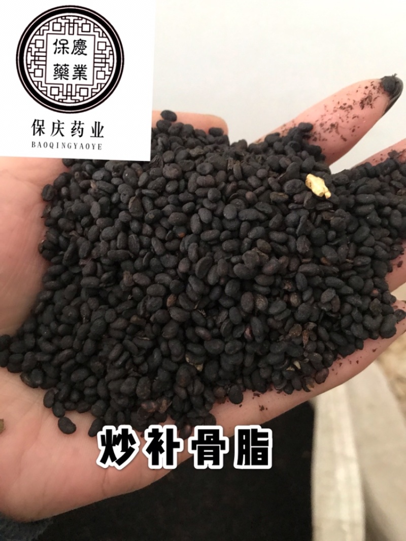 补骨脂破故纸保庆药业批发补骨脂实物拍摄炒补骨脂