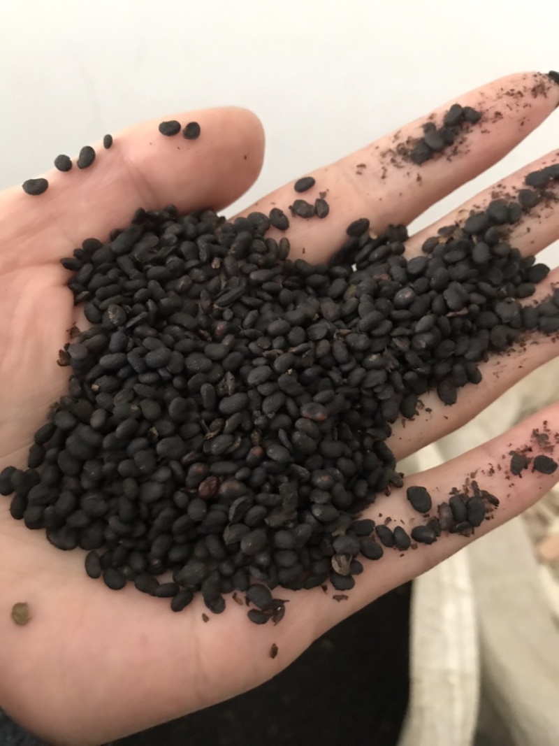 补骨脂破故纸保庆药业批发补骨脂实物拍摄炒补骨脂