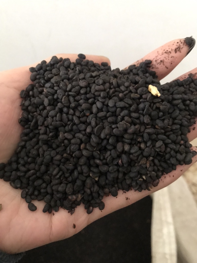 补骨脂破故纸保庆药业批发补骨脂实物拍摄炒补骨脂