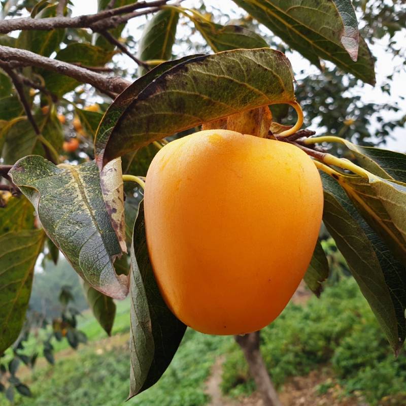 优质柿子树苗不暖甜柿摘下就吃南方北方种植苗