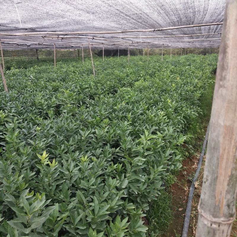 091无核沃柑，普通沃柑，杯苗，裸根苗，品种纯正
