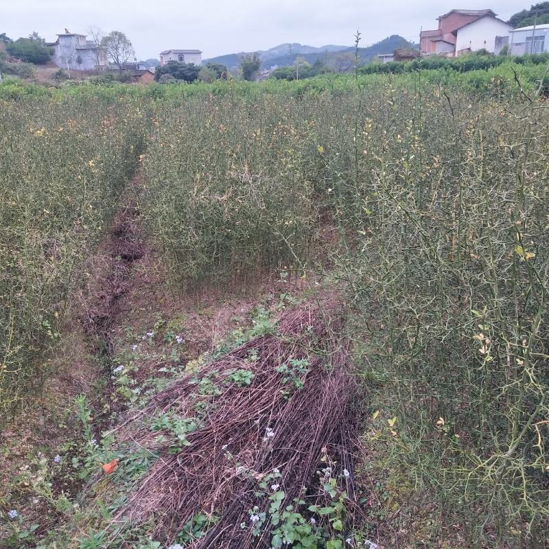 嫁接柑橘品种的积壳苗成品，适合各种柑橘品种