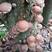 椴木香菇原种二级种子木头食用菌种苗冬菇金钱菇