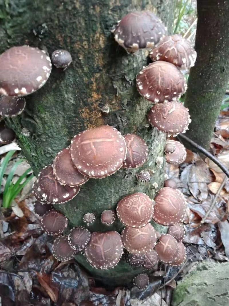 椴木香菇原种二级种子木头食用菌种苗冬菇金钱菇