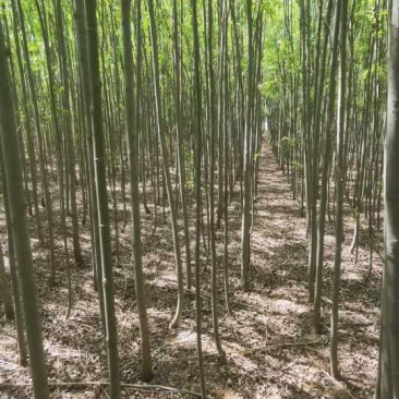 绿化苗木大量出售速生柳树苗