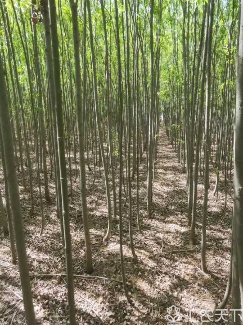 绿化苗木大量出售速生柳树苗