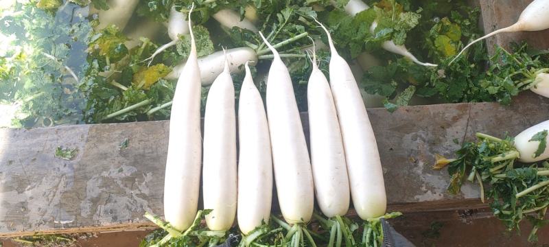 白萝卜，价格便宜，条形好，无虫眼