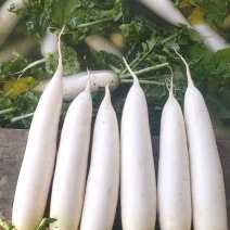 白萝卜，价格便宜，条形好，无虫眼