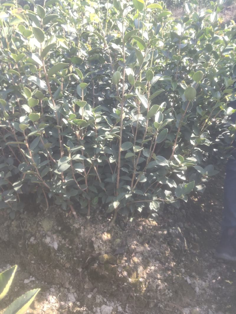 高产嫁接长林系列油茶苗