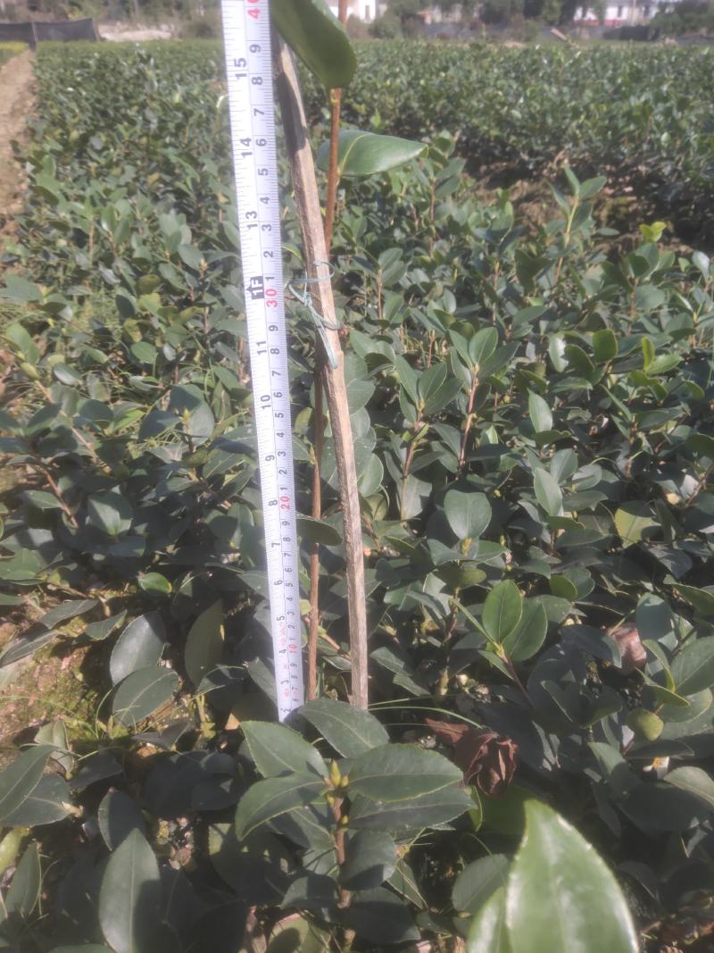 高产嫁接长林系列油茶苗