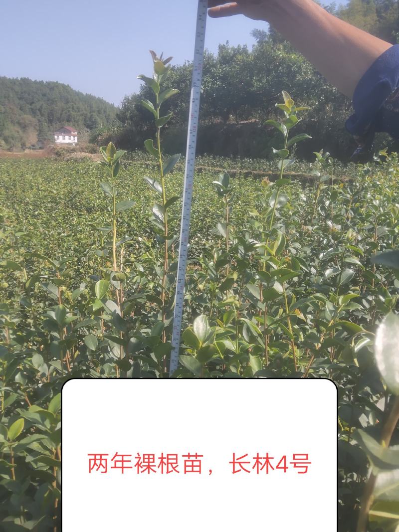 高产嫁接长林系列油茶苗