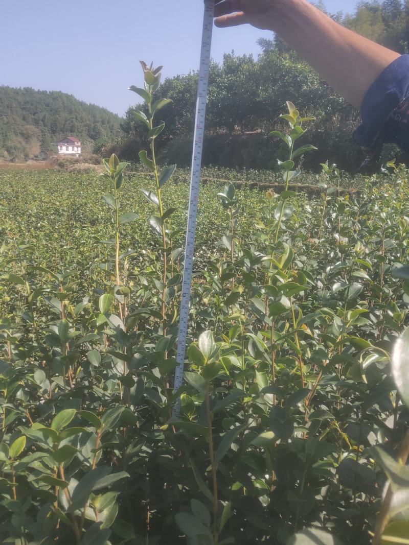 高产嫁接长林系列油茶苗