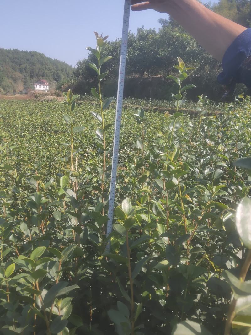高产嫁接长林系列油茶苗