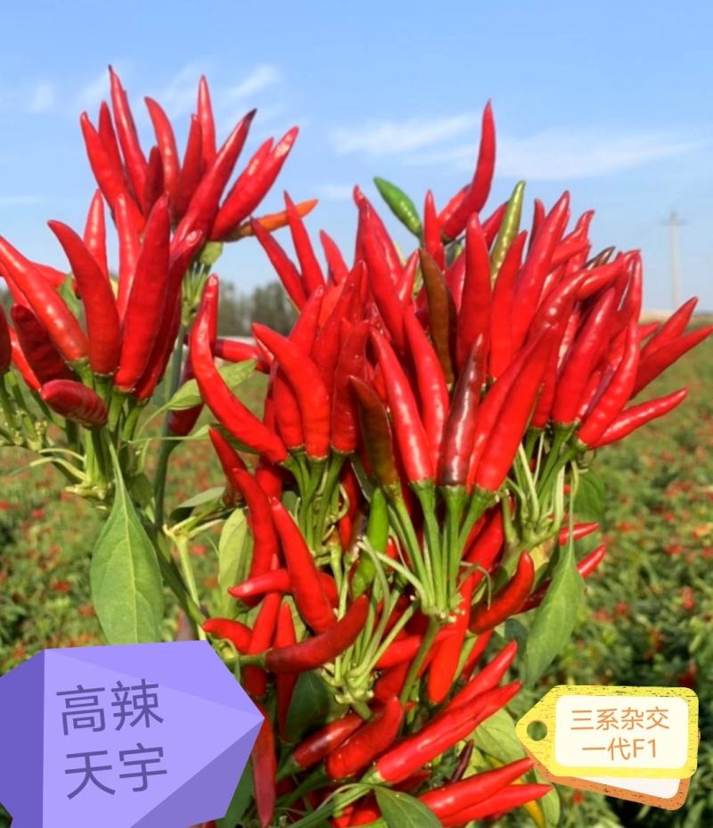 朝天椒辣椒苗高辣度个品种订苗子有种有苗全国发货