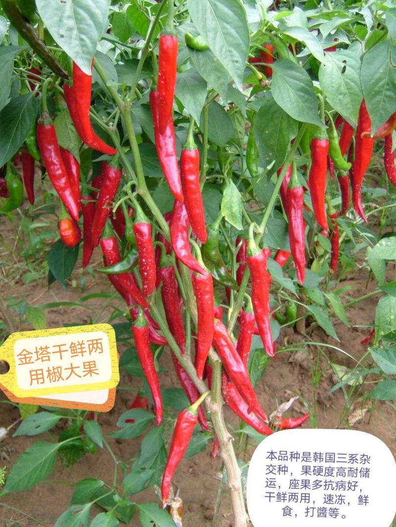朝天椒辣椒苗高辣度个品种订苗子有种有苗全国发货