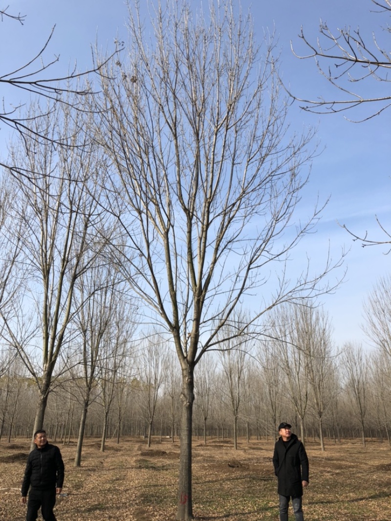 基地供应18公分～24公分一级白蜡高度10米冠服6米