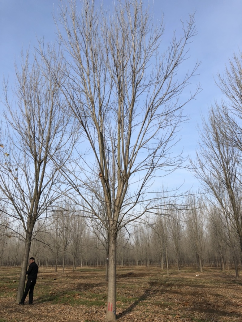 基地供应18公分～24公分一级白蜡高度10米冠服6米