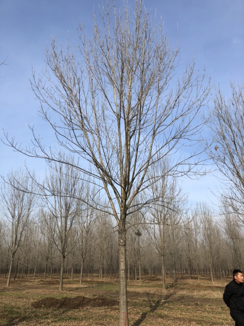 基地供应18公分～24公分一级白蜡高度10米冠服6米