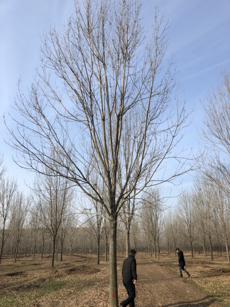 基地供应18公分～24公分一级白蜡高度10米冠服6米