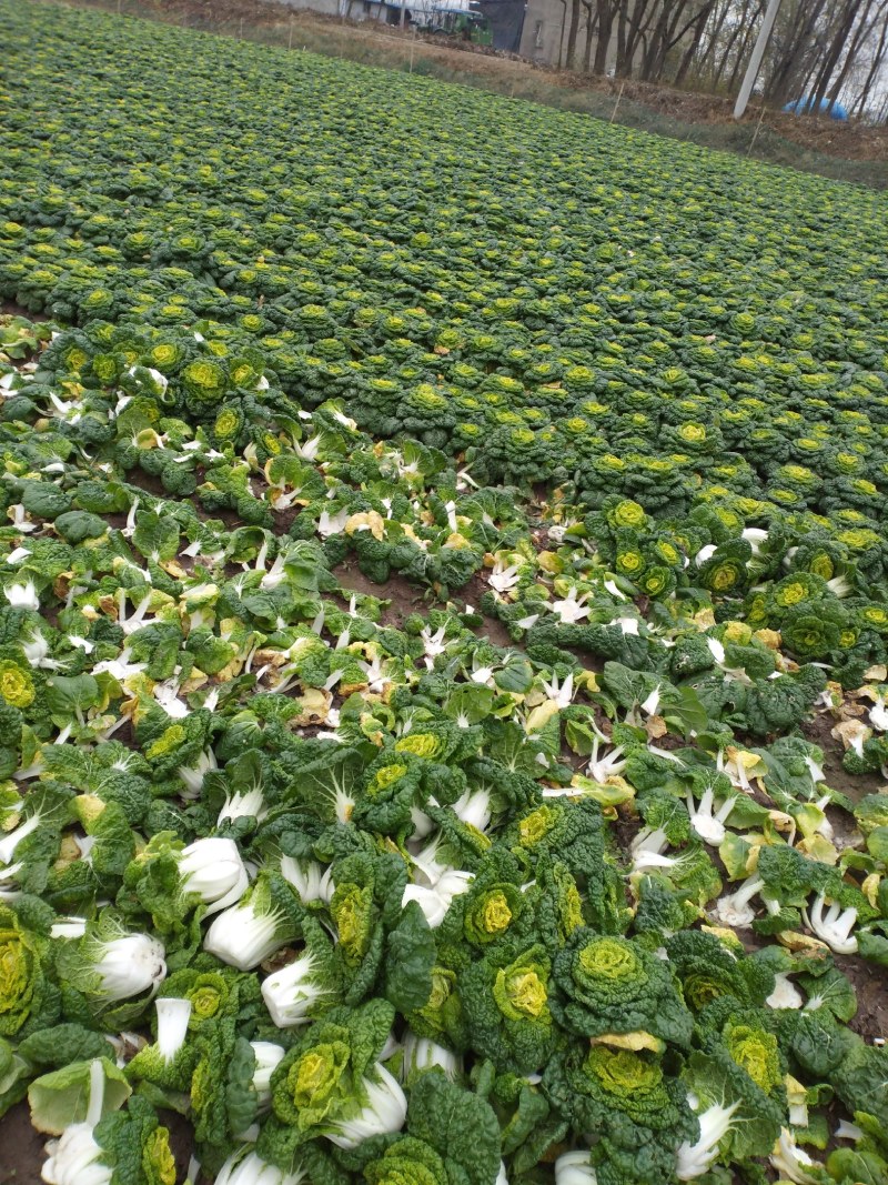 黄心菜万亩种植基地大量上市，我们有专业的团队，一条龙服务