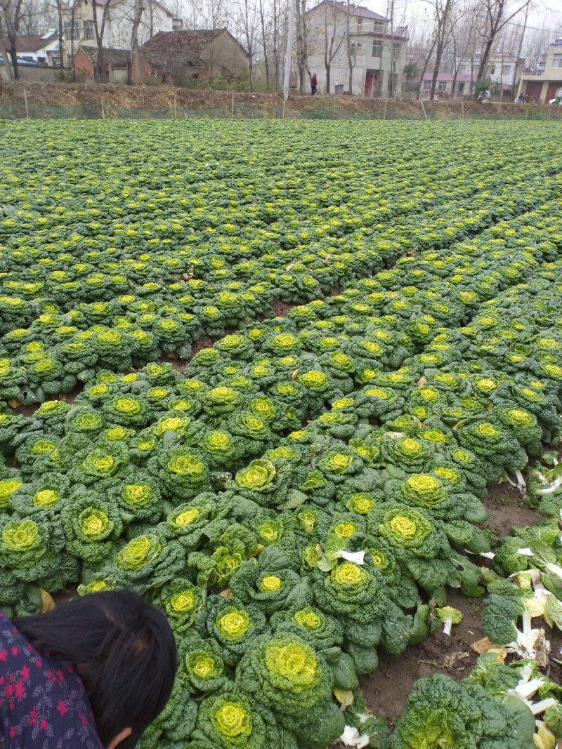 黄心菜万亩种植基地大量上市，我们有专业的团队，一条龙服务