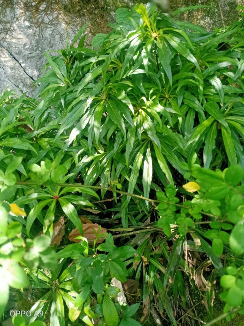 高山野生追风伞，长期合作，先订后挖