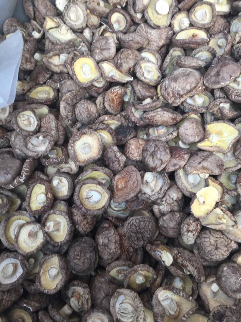 【找好货】大香菇干货现货原产地一手货源量大优惠食用菌批发