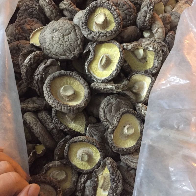 【找好货】大香菇干货现货原产地一手货源量大优惠食用菌批发