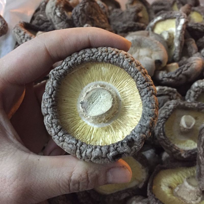 【找好货】大香菇干货现货原产地一手货源量大优惠食用菌批发