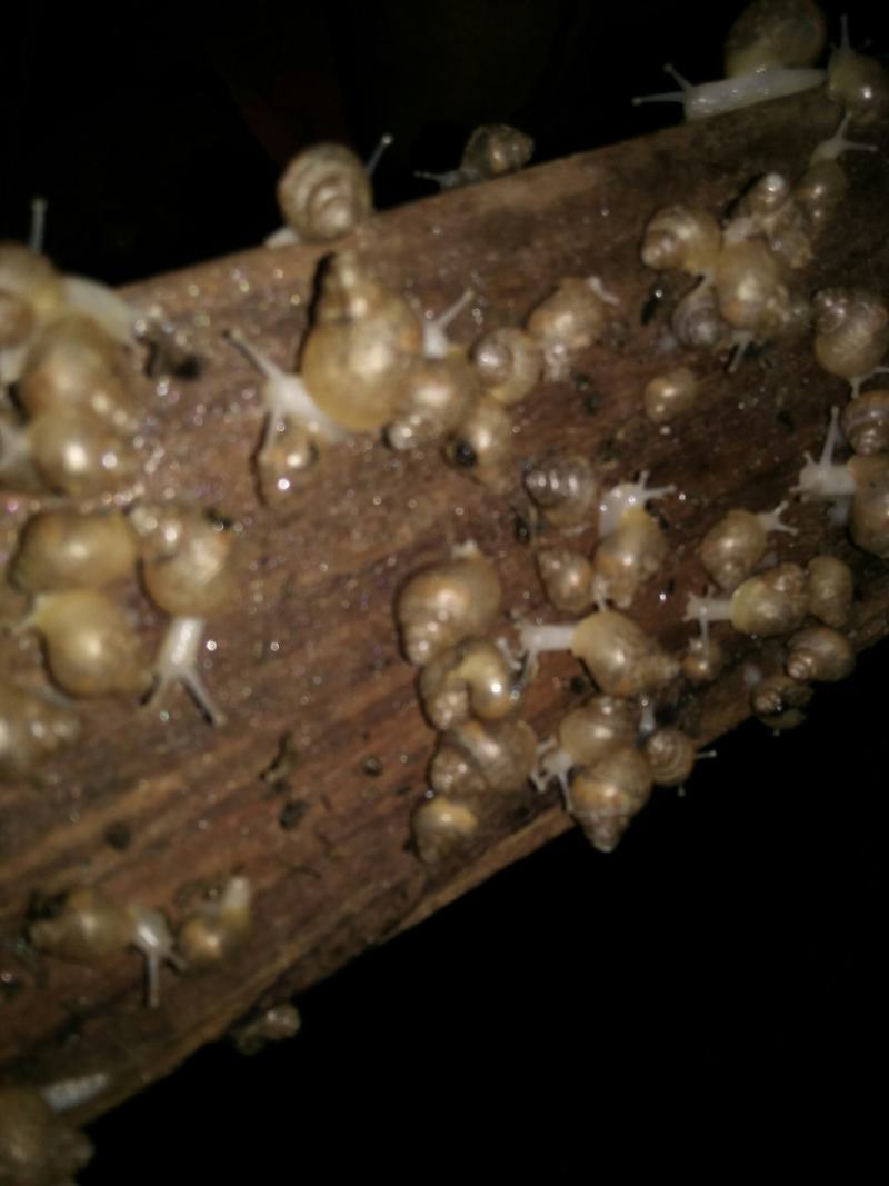 【大量供应】广西玉林白玉蜗牛成品，小蜗牛，蜗牛卵出售