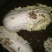 【大量供应】广西玉林白玉蜗牛成品，小蜗牛，蜗牛卵出售