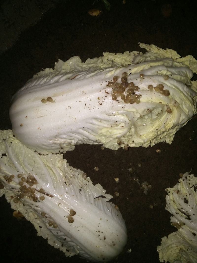 【大量供应】广西玉林白玉蜗牛成品，小蜗牛，蜗牛卵出售