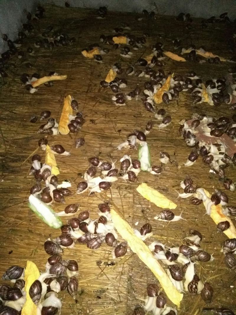 【大量供应】广西玉林白玉蜗牛成品，小蜗牛，蜗牛卵出售