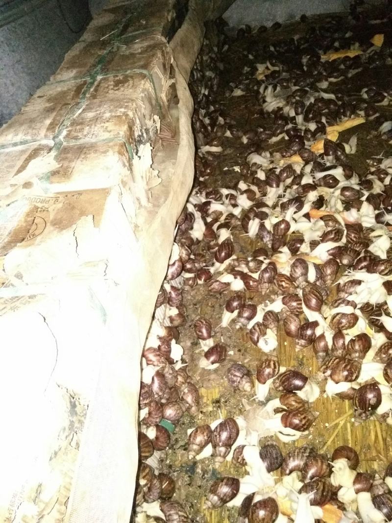 【大量供应】广西玉林白玉蜗牛成品，小蜗牛，蜗牛卵出售