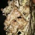 【大量供应】广西玉林白玉蜗牛成品，小蜗牛，蜗牛卵出售