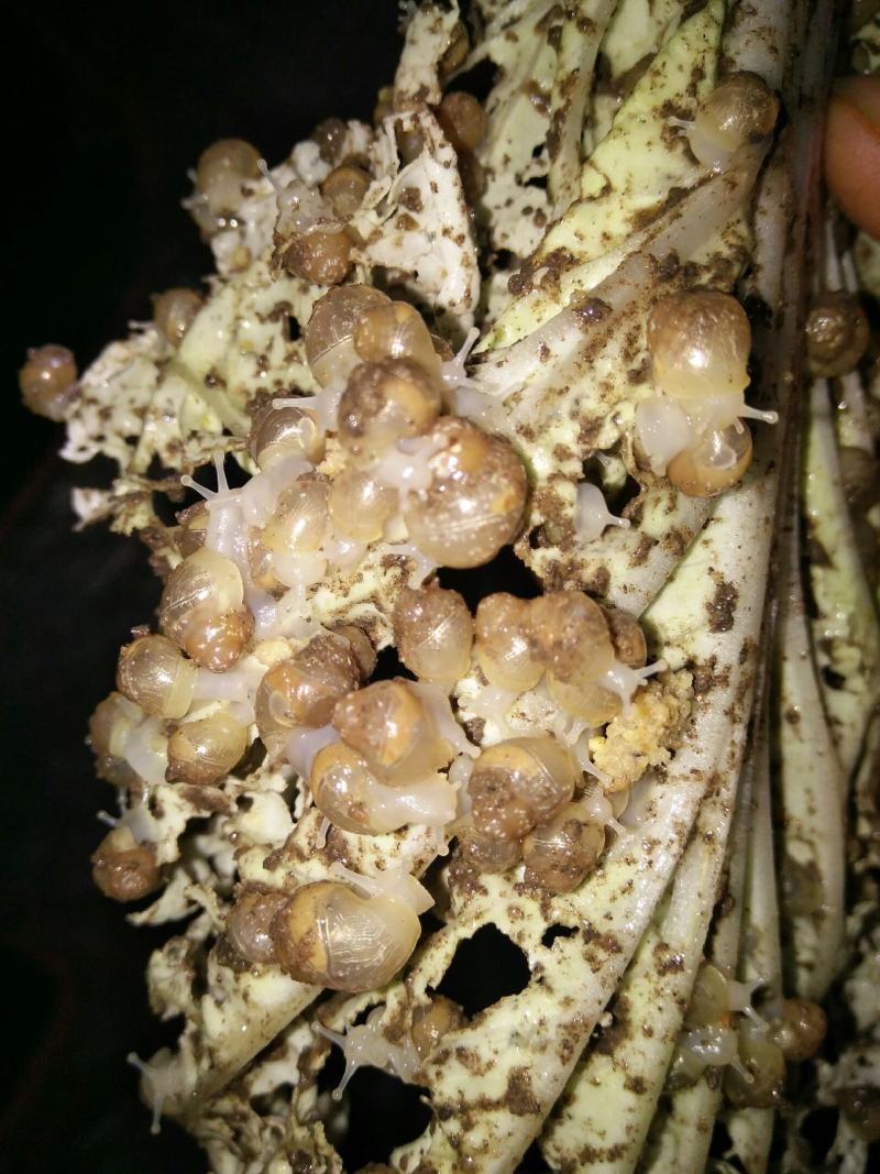 【大量供应】广西玉林白玉蜗牛成品，小蜗牛，蜗牛卵出售