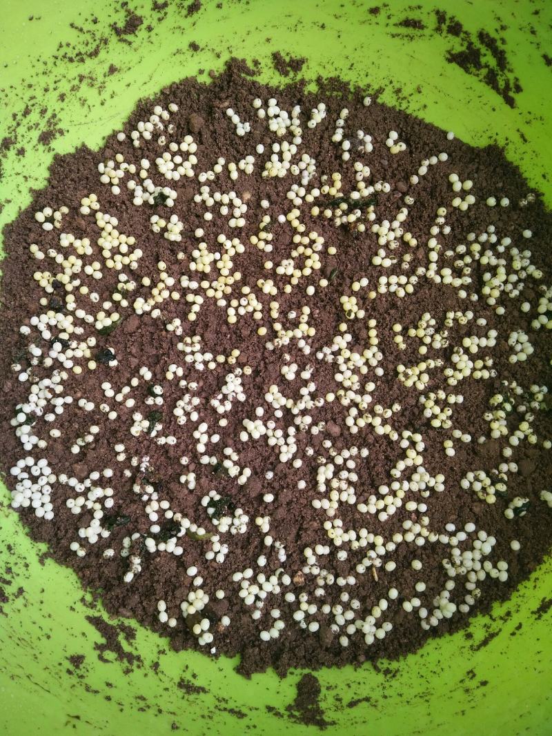 【大量供应】广西玉林白玉蜗牛成品，小蜗牛，蜗牛卵出售