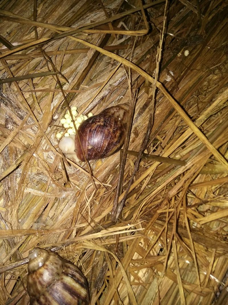 【大量供应】广西玉林白玉蜗牛成品，小蜗牛，蜗牛卵出售