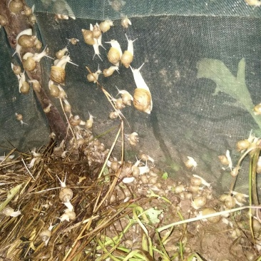 【大量供应】广西玉林白玉蜗牛成品，小蜗牛，蜗牛卵出售