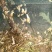 【大量供应】广西玉林白玉蜗牛成品，小蜗牛，蜗牛卵出售