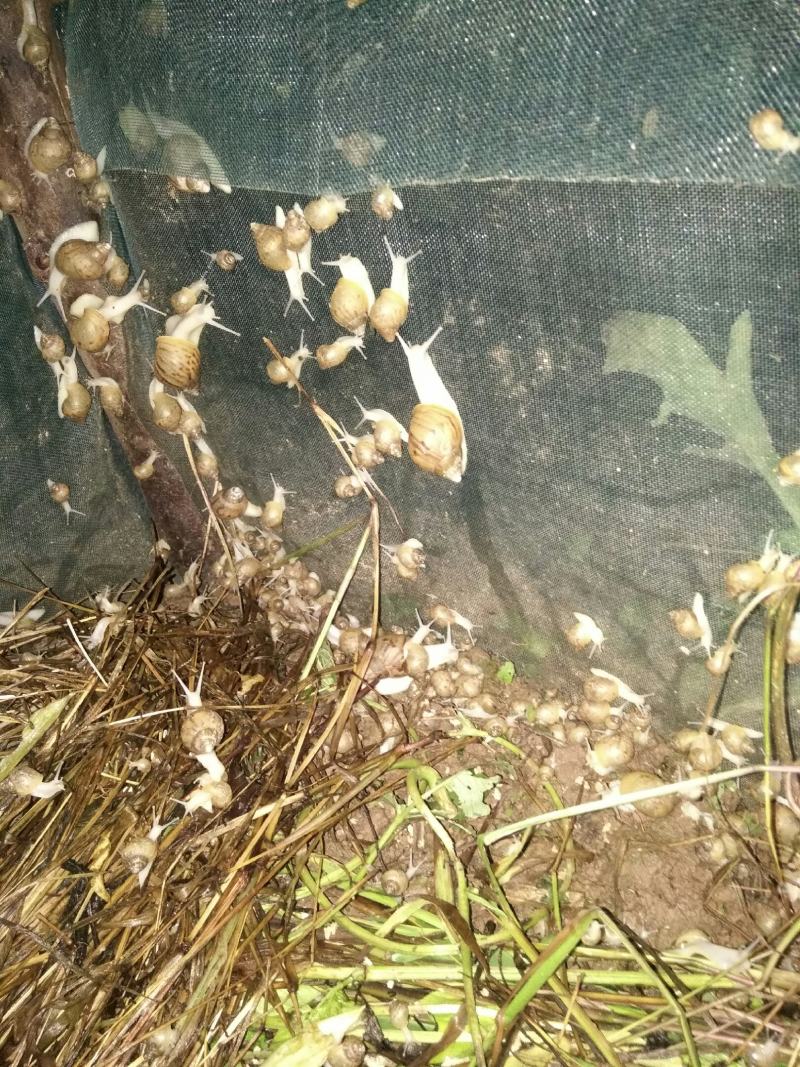 【大量供应】广西玉林白玉蜗牛成品，小蜗牛，蜗牛卵出售