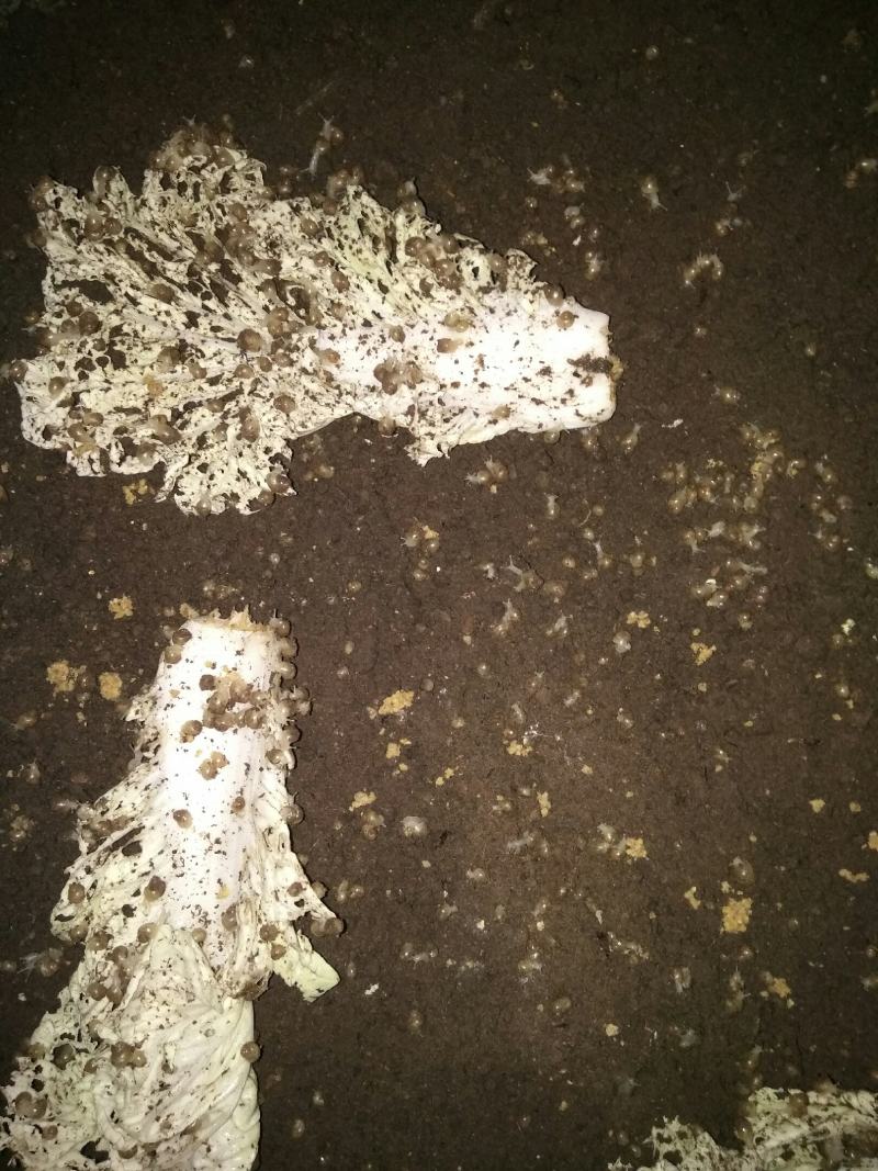 【大量供应】广西玉林白玉蜗牛成品，小蜗牛，蜗牛卵出售