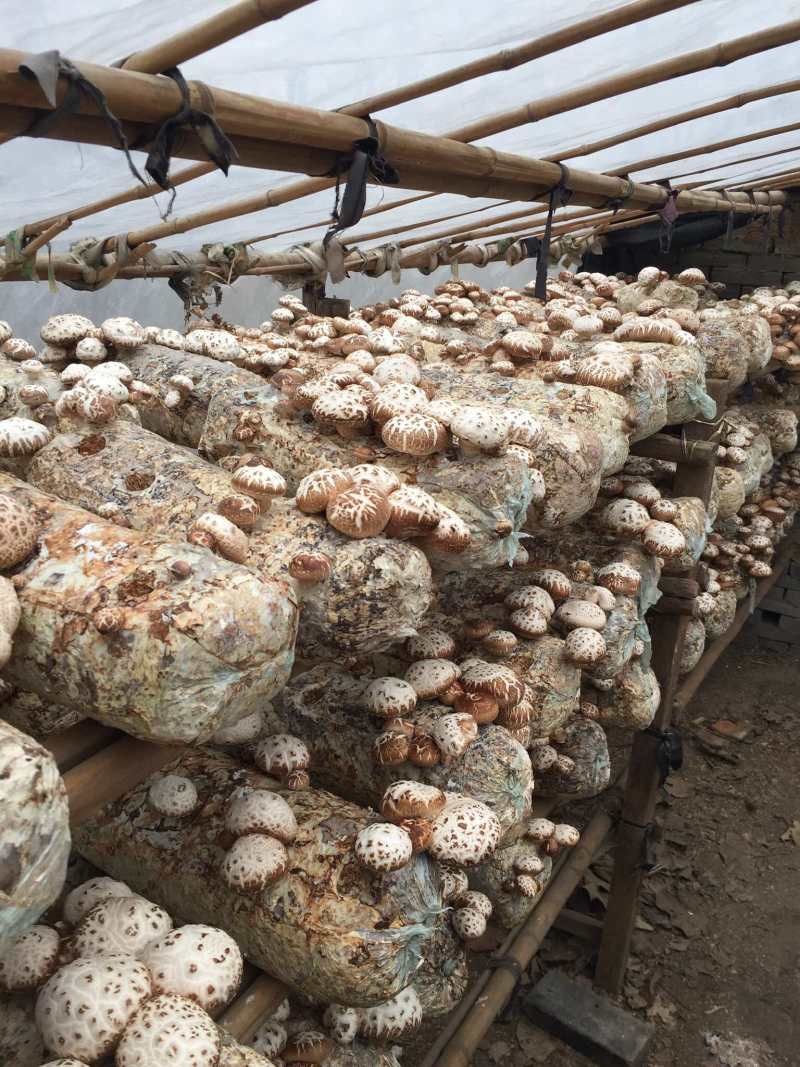 花菇泌阳白花菇干货4-7公分肉厚冬菇带脚花菇原产地批发