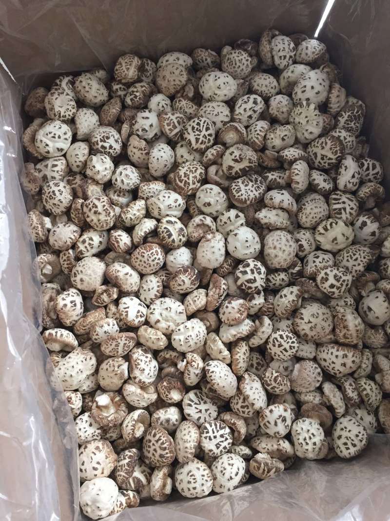 花菇泌阳白花菇干货4-7公分肉厚冬菇带脚花菇原产地批发